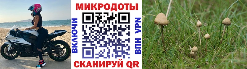 Псилоцибиновые грибы Psilocybine cubensis  MEGA ONION  Пустошка 